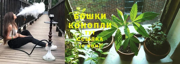 прущие грибы Аркадак